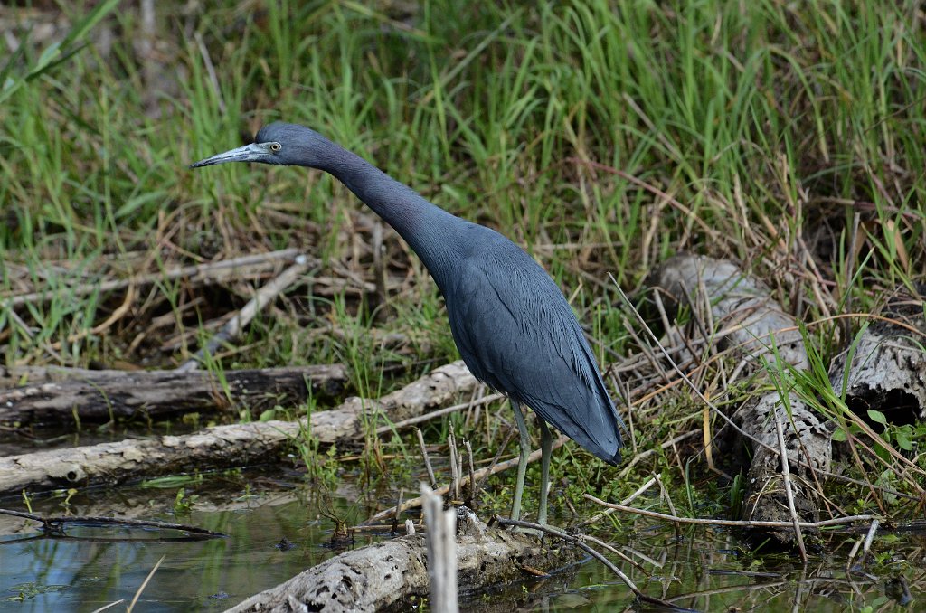 Heron, Little Blue, 2013-01063385 Estero Llano Grande State Park, TX.JPG - Little Blue Heron. Estero Llano Grande State Park, TX, 1-6-2013